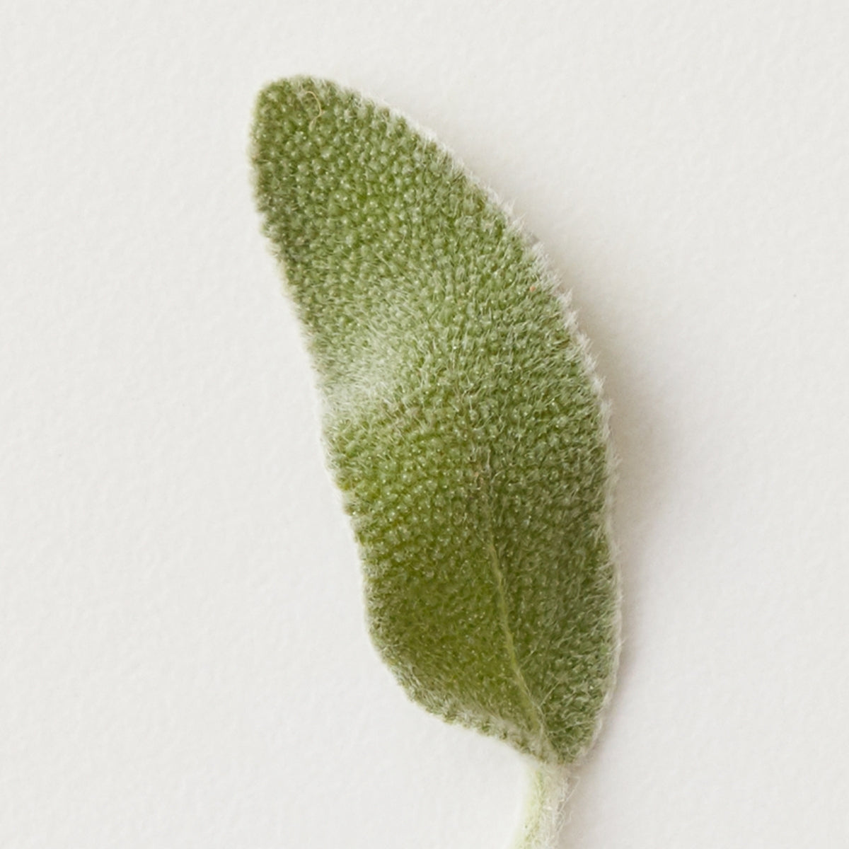 AG CARE Molding Cream Sculpt and Style - AG CARE | Urban Texture Hair Studio, Calgary AB